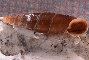  ( - ABT_004)  @11 [ ] CreativeCommons - Attribution Share-Alike (2021) Unspecified University of Lodz, Dept of Invertebrate Zoology and Hydrobiology