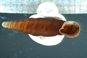  (Oospira abstrusa - ABT_005)  @11 [ ] CreativeCommons - Attribution Share-Alike (2021) Unspecified University of Lodz, Dept of Invertebrate Zoology and Hydrobiology