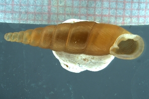  (Zaptyx buschi - BUSC_01)  @11 [ ] CreativeCommons - Attribution Share-Alike (2021) Unspecified University of Lodz, Dept of Invertebrate Zoology and Hydrobiology
