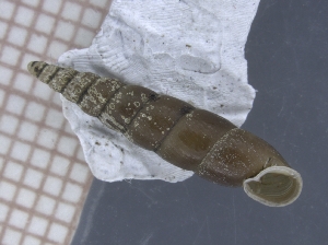  (Zaptyx cladoptyx - DICE_01)  @11 [ ] CreativeCommons - Attribution Share-Alike (2021) Unspecified University of Lodz, Dept of Invertebrate Zoology and Hydrobiology