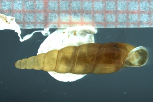  ( - DICE_03)  @11 [ ] CreativeCommons - Attribution Share-Alike (2021) Unspecified University of Lodz, Dept of Invertebrate Zoology and Hydrobiology
