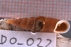  ( - DO_022)  @11 [ ] CreativeCommons - Attribution Share-Alike (2021) Unspecified University of Lodz, Dept of Invertebrate Zoology and Hydrobiology
