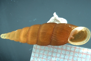  ( - INTE3_02)  @11 [ ] CreativeCommons - Attribution Share-Alike (2021) Unspecified University of Lodz, Dept of Invertebrate Zoology and Hydrobiology