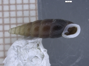  (Zaptyx pseudosheridani - PSEU_01)  @11 [ ] CreativeCommons - Attribution Share-Alike (2021) Unspecified University of Lodz, Dept of Invertebrate Zoology and Hydrobiology