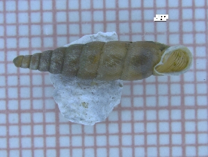  (Euphaedusa aculus - YONG_A_01)  @11 [ ] CreativeCommons - Attribution Share-Alike (2021) Unspecified University of Lodz, Dept of Invertebrate Zoology and Hydrobiology