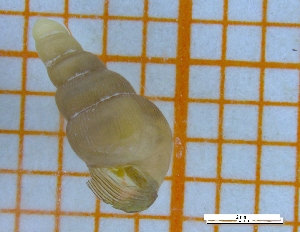  (Tauphaedusa tau - YONG_B_01)  @11 [ ] CreativeCommons - Attribution Share-Alike (2021) Unspecified University of Lodz, Dept of Invertebrate Zoology and Hydrobiology