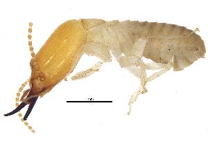  (Subulitermes microsoma - BIOUG16321-E02)  @11 [ ] CreativeCommons - Attribution (2015) CBG Photography Group Centre for Biodiversity Genomics