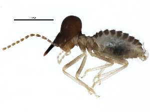  ( - BIOUG16322-B02)  @12 [ ] CreativeCommons - Attribution (2015) CBG Photography Group Centre for Biodiversity Genomics