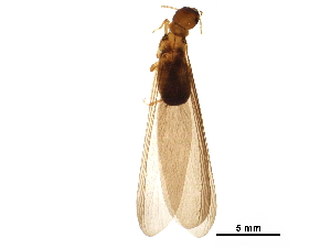  ( - CCDB-08664-D02)  @14 [ ] CreativeCommons - Attribution (2016) CBG Photography Group Centre for Biodiversity Genomics