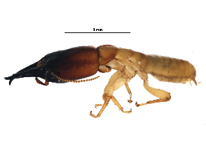  ( - CCDB-09435-A05)  @14 [ ] CreativeCommons - Attribution (2016) CBG Photography Group Centre for Biodiversity Genomics