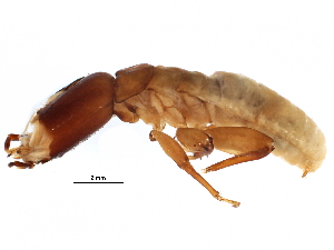  (NGSieTGM nevadensis NSubsp.nevTGM - CCDB-09435-C10)  @14 [ ] CreativeCommons - Attribution (2016) CBG Photography Group Centre for Biodiversity Genomics