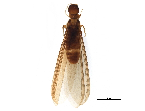 ( - CCDB-09435-C11)  @13 [ ] CreativeCommons - Attribution (2016) CBG Photography Group Centre for Biodiversity Genomics