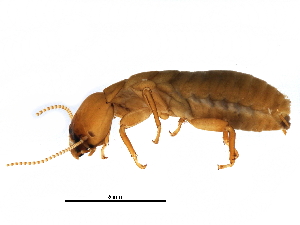  (NGSieTGM nevadensis NSubsp.sanjTGM - CCDB-09435-F12)  @14 [ ] CreativeCommons - Attribution (2016) CBG Photography Group Centre for Biodiversity Genomics