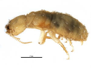  ( - CCDB-09435-G01)  @13 [ ] CreativeCommons - Attribution (2016) CBG Photography Group Centre for Biodiversity Genomics