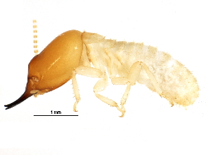  ( - CCDB-09490-B12)  @13 [ ] CreativeCommons - Attribution (2016) CBG Photography Group Centre for Biodiversity Genomics