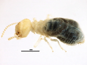  ( - CCDB-09490-C02)  @13 [ ] CreativeCommons - Attribution (2016) CBG Photography Group Centre for Biodiversity Genomics