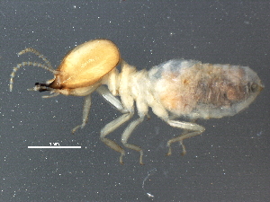  (Deroplatys desiccata - CCDB-09616-E03)  @11 [ ] CreativeCommons - Attribution (2015) CBG Photography Group Centre for Biodiversity Genomics