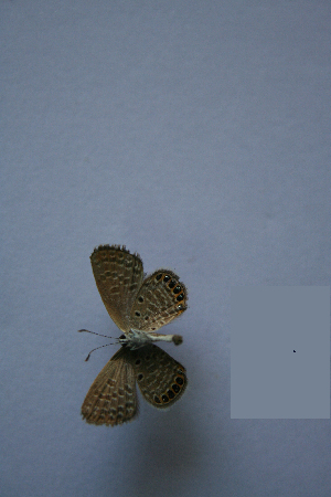  ( - TNAULY201400003)  @11 [ ] CreativeCommons - Attribution Non-Commercial Share-Alike (2014) Kiruthika, P Dept. of Entomology, TNAU
