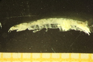  (Paranthura japonica - MBT_12_1)  @11 [ ] by-nc-nd (2025) Unspecified Notre Grand Bleu