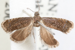  (Strophedra sp - 09-JBTOR-1309)  @11 [ ] CreativeCommons - Attribution (2010) CBG Photography Group Centre for Biodiversity Genomics