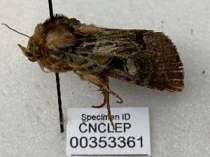  ( - CNCLEP00353361)  @11 [ ] OGL-C; Open Government Licence - Canada (2025) Canadian National Collection of Insects, Arachnids and Nematodes Canadian National Collection of Insects, Arachnids and Nematodes