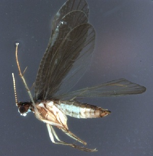  (Hydrobiosella michaelseni - DC282)  @13 [ ] Unspecified (default): All Rights Reserved  Unspecified Unspecified