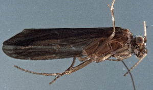  (Ulmerochorema stigmum - EPAVT155)  @13 [ ] Unspecified (default): All Rights Reserved  Unspecified Unspecified