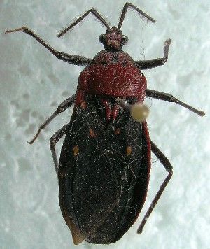  (Rhiginia corrugata - CBF - Hemip - 001771)  @11 [ ] Copyright (2012) CBF Colección Boliviana de Fauna