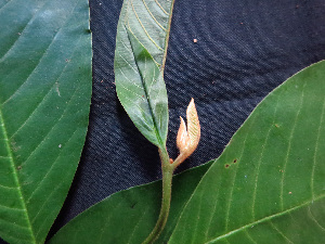  (Rollinia sp. 1 - K1353_D4)  @11 [ ] CreativeCommons - Attribution Non-Commercial Share-Alike (2019) Varun Swamy San Diego Zoo Global