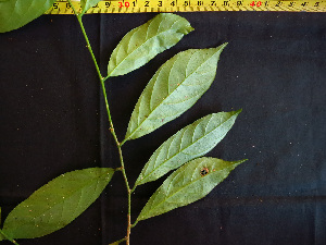  (Gloeospermum sphaerocarpum - K1353_H1)  @11 [ ] CreativeCommons - Attribution Non-Commercial Share-Alike (2019) Varun Swamy San Diego Zoo Global
