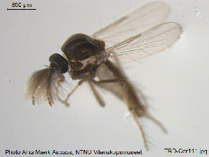  (Dasyhelea flavifrons - TRD-Cer111)  @13 [ ] CreativeCommons - Attribution Non-Commercial Share-Alike (2014) NTNU University Museum, Department of Natural History NTNU University Museum, Department of Natural History
