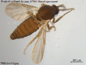  (Forcipomyia hygrophila - TRD-Cer112)  @13 [ ] CreativeCommons - Attribution Non-Commercial Share-Alike (2014) NTNU University Museum, Department of Natural History NTNU University Museum, Department of Natural History