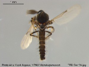  (Dasyhelea bilineata - TRD-Cer134)  @12 [ ] CreativeCommons - Attribution Non-Commercial Share-Alike (2015) NTNU University Museum, Department of Natural History NTNU University Museum, Department of Natural History