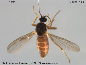  ( - TRD-Cer148)  @13 [ ] CreativeCommons - Attribution Non-Commercial Share-Alike (2015) NTNU University Museum, Department of Natural History NTNU University Museum, Department of Natural History