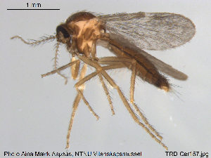  ( - TRD-Cer157)  @13 [ ] CreativeCommons - Attribution Non-Commercial Share-Alike (2015) NTNU University Museum, Department of Natural History NTNU University Museum, Department of Natural History