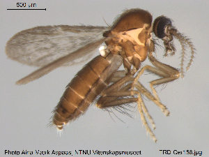  (Forcipomyia tenuis - TRD-Cer158)  @14 [ ] CreativeCommons - Attribution Non-Commercial Share-Alike (2015) NTNU University Museum, Department of Natural History NTNU University Museum, Department of Natural History