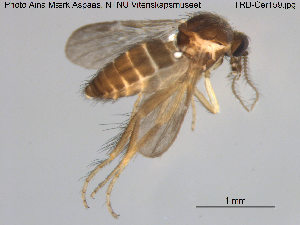  (Forcipomyia sp. 15ES - TRD-Cer159)  @11 [ ] CreativeCommons - Attribution Non-Commercial Share-Alike (2015) NTNU University Museum, Department of Natural History NTNU University Museum, Department of Natural History
