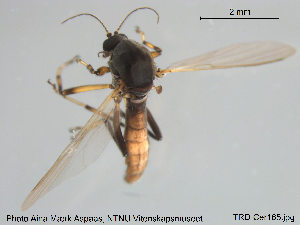  (Palpomyia lineata - TRD-Cer165)  @13 [ ] CreativeCommons - Attribution Non-Commercial Share-Alike (2015) NTNU University Museum, Department of Natural History NTNU University Museum, Department of Natural History
