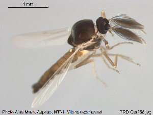  ( - TRD-Cer168)  @12 [ ] CreativeCommons - Attribution Non-Commercial Share-Alike (2015) NTNU University Museum, Department of Natural History NTNU University Museum, Department of Natural History