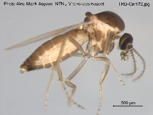  ( - TRD-Cer172)  @13 [ ] CreativeCommons - Attribution Non-Commercial Share-Alike (2015) NTNU University Museum, Department of Natural History NTNU University Museum, Department of Natural History