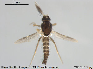  (Forcipomyia pulchrithorax - TRD-Cer173)  @13 [ ] CreativeCommons - Attribution Non-Commercial Share-Alike (2015) NTNU University Museum, Department of Natural History NTNU University Museum, Department of Natural History