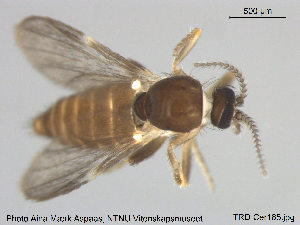  ( - TRD-Cer185)  @13 [ ] CreativeCommons - Attribution Non-Commercial Share-Alike (2015) NTNU University Museum, Department of Natural History NTNU University Museum, Department of Natural History