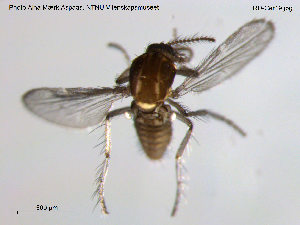  (Dasyhelea sp. 5ES - TRD-Cer19)  @12 [ ] CreativeCommons - Attribution Non-Commercial Share-Alike (2014) NTNU University Museum, Department of Natural History NTNU University Museum, Department of Natural History