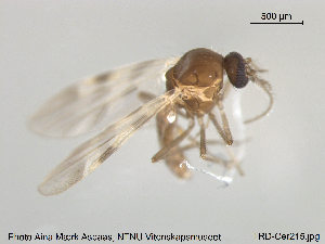  ( - TRD-Cer215)  @12 [ ] CreativeCommons - Attribution Non-Commercial Share-Alike (2015) NTNU University Museum, Department of Natural History NTNU University Museum, Department of Natural History