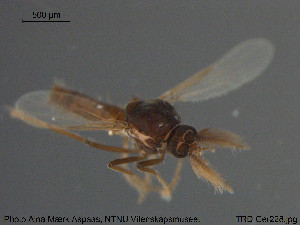  ( - TRD-Cer228)  @11 [ ] CreativeCommons - Attribution Non-Commercial Share-Alike (2015) NTNU University Museum, Department of Natural History NTNU University Museum, Department of Natural History
