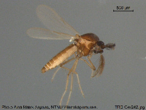  (Dasyhelea sp. 7ES - TRD-Cer242)  @11 [ ] CreativeCommons - Attribution Non-Commercial Share-Alike (2015) NTNU University Museum, Department of Natural History NTNU University Museum, Department of Natural History