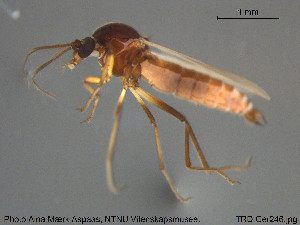  (Palpomyia flavipes - TRD-Cer246)  @12 [ ] CreativeCommons - Attribution Non-Commercial Share-Alike (2015) NTNU University Museum, Department of Natural History NTNU University Museum, Department of Natural History
