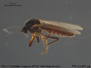  (Palpomyia nigripes - TRD-Cer247)  @13 [ ] CreativeCommons - Attribution Non-Commercial Share-Alike (2015) NTNU University Museum, Department of Natural History NTNU University Museum, Department of Natural History