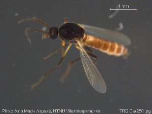  (Palpomyia flavipes - TRD-Cer250)  @12 [ ] CreativeCommons - Attribution Non-Commercial Share-Alike (2015) NTNU University Museum, Department of Natural History NTNU University Museum, Department of Natural History