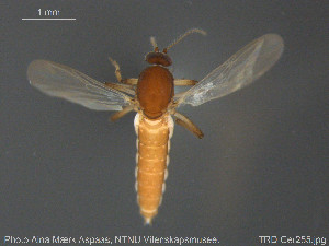  (Palpomyia sp. 5ES - TRD-Cer255)  @12 [ ] CreativeCommons - Attribution Non-Commercial Share-Alike (2015) NTNU University Museum, Department of Natural History NTNU University Museum, Department of Natural History